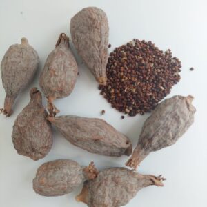 Alligator Pepper
